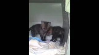 Fox kits reunited after mother was HBC