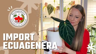 ECUAGENERA: IMPORT ROŚLIN 🌱 / Jak zająć się rośliną z importu? / Przesadzanie i czyszczenie korzeni