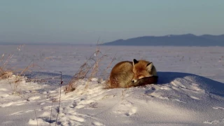 Госинспектор и фотоохота