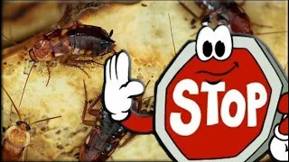 Как избавиться от тараканов в домашних условиях НАВСЕГДА