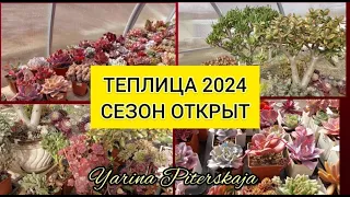 Мы переехали в теплицу 30 марта. Сезон открыт💃