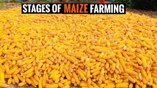 How To Start A Successful Maize Farm With Less Capital - Tussling to Dry stage#charlesfarmingproject