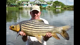 Fishing in Thailand - Palm Tree Lagoon  PTL Weekender Friday 4th & Day 1 Saturday 5th June 2021