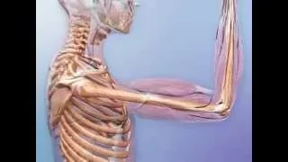 Nervous and muscular interactions in the skeletal system