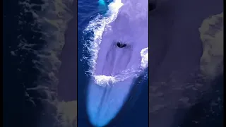 The largest animal to ever live: The Blue Whale