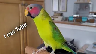 Synergy the Plum-headed Parakeet asks me a Surprising Question