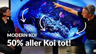 Ein Versehen tötet die halbe Innenhälterung | Modern Koi Blog #6434