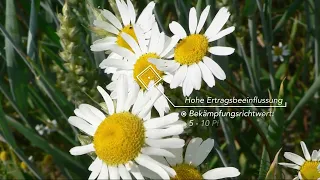 Echte Kamille in frühen Stadien erkennen