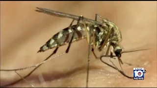 Officials on alert as South Florida cases of dengue continue to rise