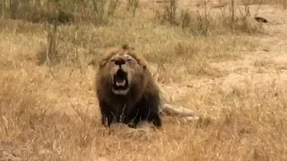 African Lion's Roar