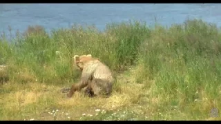 Ranger Dave's Impromptu Play by Play, Brooks Falls Lower River, July 21, 2017