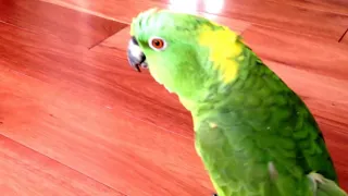 Parrot laughing out loud