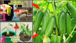 2 Unique & Best Methods To Grow Cucumber 🥒🌱Plant At Home| How to grow cucumber |100% Success|Garden