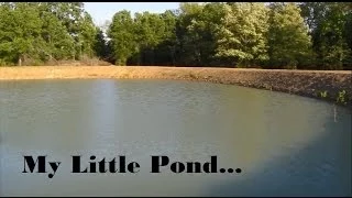 Pond Clearing & Stocking Hybrid Bream