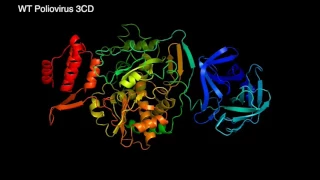 Poliovirus 3CD Molecular Dynamics Simulation