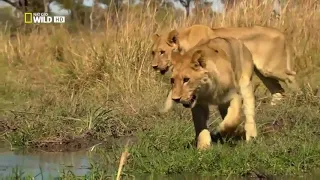 NATGEO Wild Animals Lion Brotherhood National Geographic