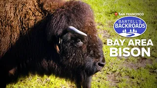 Golden Gate buffalo herd | Bartell's Backroad