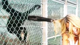 You Laugh You Lose 🤣 Funniest Animals 2023 😂 Funniest Cats and Dogs 😸🐶 Funny Animals Part 12 🤣🤣