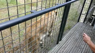 The Lion Encounter at Orana Wildlife Park, Christchurch NZ #3 of 4 JAN 2019