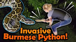 We Found a HUGE BURMESE PYTHON!! (Herping in Florida Part 2)