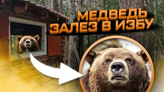 Медведь залез в лесную избу и всё разворотил! #медведьвышелнаизбу