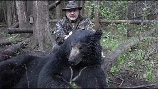 Giant Bear Dead in it's Tracks Must Watch 2022 (Manitoba)