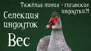 ВЕС ИНДОУТОК ТЯЖЁЛЫХ ЛИНИЙ: НОРМЫ И СТАНДАРТЫ. Селекция индоуток. Вес мускусных уток