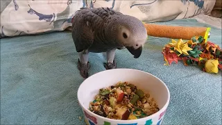 The african greys parrot hatch