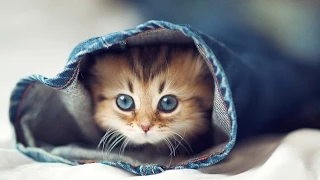 Приколы про кошек и котят самые смешные: милые котята [#10]
