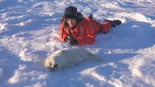 アザラシの赤ちゃんウォッチングの様子。カナダ、マドレーヌ島のChaeteau Madelinotが主催しています。