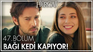 Bebeğin göbek bağını kedi kapıyor!  - Hercai 47. Bölüm