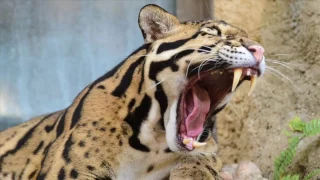 Does Taiwan Support Clouded Leopard Reintroduction?