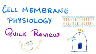 Cell Membrane Physiology - Quick Review - Physiology Series