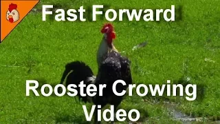 Fast Forward Rooster Crowing Compilation - Funny Animal Videos - Chicken Sound Effects Alarm