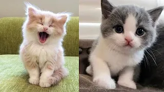 Super Cute Cats ♥ Best Funny Cat Videos 2021 #5