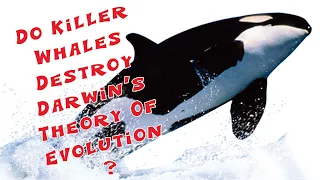 Do Killer Whales Destroy Darwin's Theory Of Evolution? A Biologist Answers