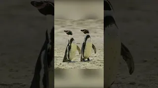 Смелости и наглости этих пингвинов можно только позавидовать...