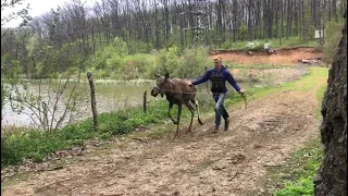 Эвакуация животных из "Фельдман Экопарка" под Харьковом