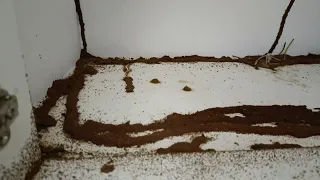 termite Attack in new home 🏠 yuvas pest control service coimbatore 9787555910