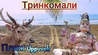 Город Тринкомали. Обзор пляжа Uppuveli. Шри-Ланка 2023