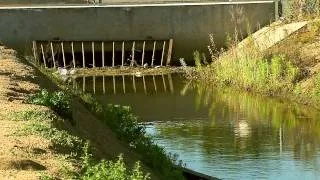 SHARK IN CANAL