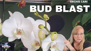 Orchid Bud Blast:What to do When Orchid Buds Shrivel and Fall?