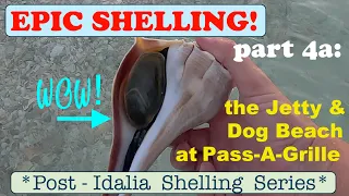 EPIC SHELLING Post Idalia Pass-A-Grille part 4a - JETTY & DOG BEACH