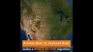 Deer 255 Repeats Her World Record Long-distance Migration: From the Tetons to the Red Desert