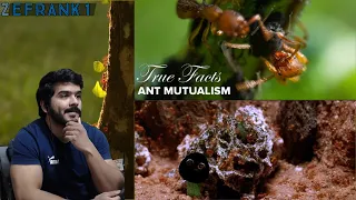 True Facts: Ant Mutualism (zefrank1) CG Reaction