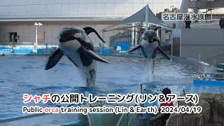 【名古屋港水族館】 シャチの公開トレーニング(リン＆アース) 2024/04/19 / Public orca training session (Lin & Earth)