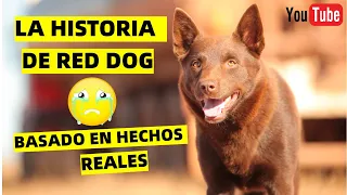 🔰 RESUMEN | NO ACEPTO LA MUERTE DE SU DUEÑO Y LO BUSCO POR TODO EL MUNDO | Red Dog | Resumen en 10 m