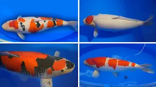 The Best Koi Fish in the World 2023! **All Categories**