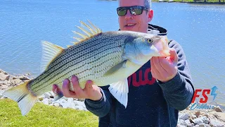 Giant Hybrid Striper! - Early Spring Shore Fishing