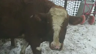 Я ПОБЕДИЛА  БОЛЬШОГО БЫКА